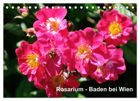 Baden bei Wien - Rosarium (Tischkalender 2027 DIN A5 quer), CALVENDO Monatskalender