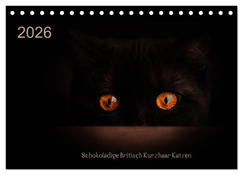 Schokoladige Britisch Kurzhaar Katzen (Tischkalender 2026 DIN A5 quer), CALVENDO Monatskalender