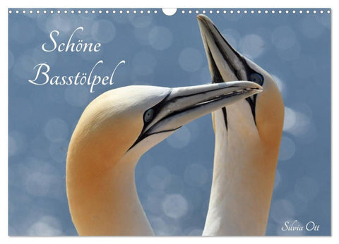 Schöne Basstölpel (Wandkalender 2027 DIN A3 quer), CALVENDO Monatskalender