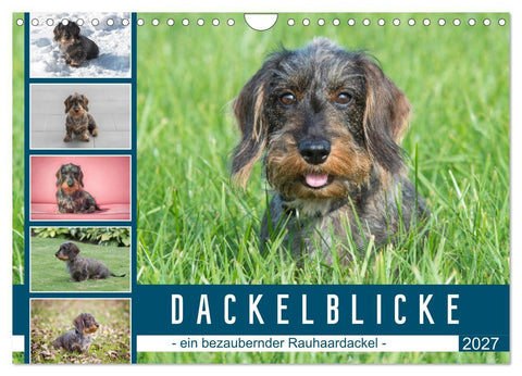 Dackelblicke - ein bezaubernder Rauhaardackel (Wandkalender 2027 DIN A4 quer), CALVENDO Monatskalender