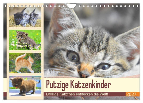 Putzige Katzenkinder. Drollige Kätzchen entdecken die Welt! (Wandkalender 2027 DIN A4 quer), CALVENDO Monatskalender