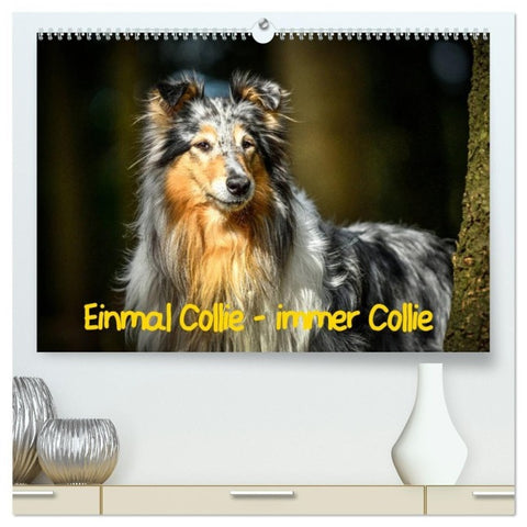 Einmal Collie - immer Collie (hochwertiger Premium Wandkalender 2027 DIN A2 quer), Kunstdruck in Hochglanz