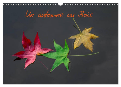 Un automne au Bois (Calendrier mural 2026 DIN A3 vertical), CALVENDO calendrier mensuel