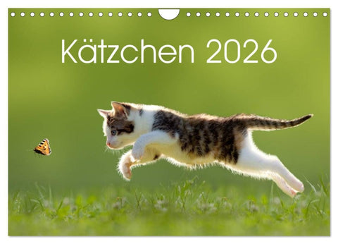 Kätzchen 2026 (Wandkalender 2026 DIN A4 quer), CALVENDO Monatskalender