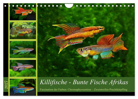 Killifische – Bunte Fische Afrikas (Wandkalender 2027 DIN A4 quer), CALVENDO Monatskalender