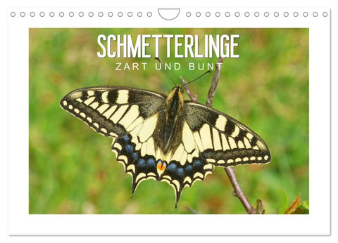 Schmetterlinge: zart und bunt (Wandkalender 2026 DIN A4 quer), CALVENDO Monatskalender