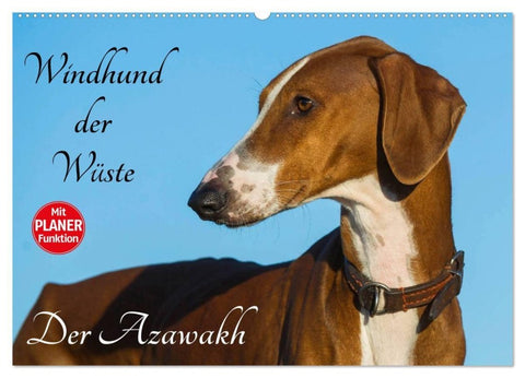 Windhund der Wüste - Der Azawakh (Wandkalender 2027 DIN A2 quer), CALVENDO Monatskalender