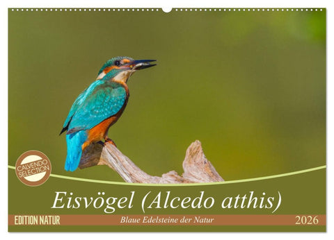 Eisvögel (Alcedo atthis) - Edelsteine der Natur (Wandkalender 2026 DIN A2 quer), CALVENDO Monatskalender