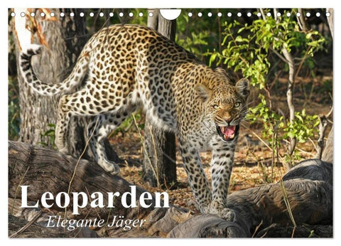 Leoparden. Elegante Jäger (Wandkalender 2027 DIN A4 quer), CALVENDO Monatskalender