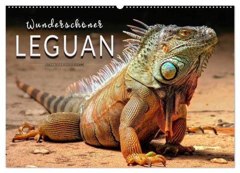 Wunderschöner Leguan (Wandkalender 2026 DIN A2 quer), CALVENDO Monatskalender