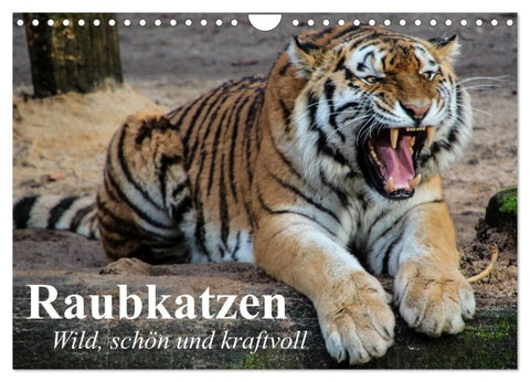 Raubkatzen. Wild, schön und kraftvoll (Wandkalender 2027 DIN A4 quer), CALVENDO Monatskalender