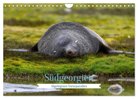Südgeorgien - Abgelegenes Naturparadies (Wandkalender 2026 DIN A4 quer), CALVENDO Monatskalender