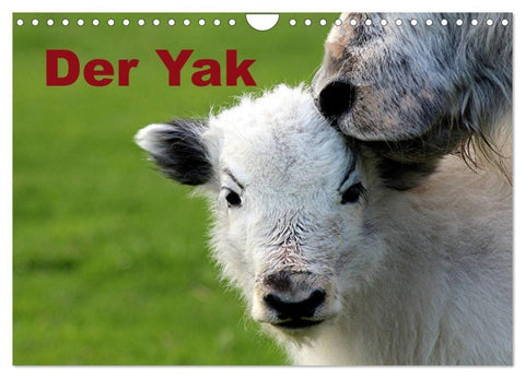 Der Yak (Wandkalender 2027 DIN A4 quer), CALVENDO Monatskalender