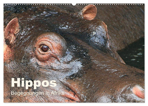 Hippos - Begegnungen in Afrika (Wandkalender 2026 DIN A2 quer), CALVENDO Monatskalender