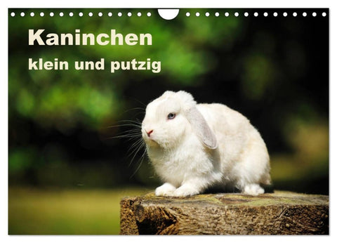 Kaninchen klein und putzig (Wandkalender 2027 DIN A4 quer), CALVENDO Monatskalender
