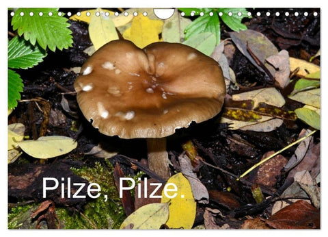 Pilze, Pilze (Wandkalender 2027 DIN A4 quer), CALVENDO Monatskalender