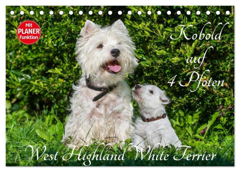 Kobold auf 4 Pfoten - West Highland White Terrier (Tischkalender 2027 DIN A5 quer), CALVENDO Monatskalender