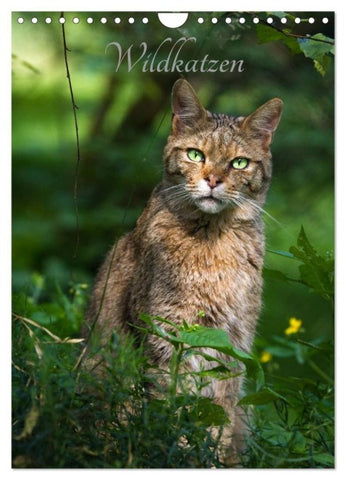 Wildkatzen - scheue Jäger (Wandkalender 2027 DIN A4 hoch), CALVENDO Monatskalender