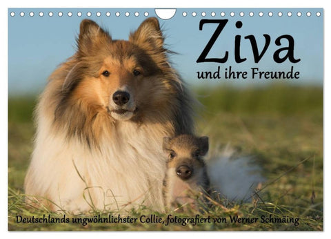 Ziva und ihre Freunde (Wandkalender 2026 DIN A4 quer), CALVENDO Monatskalender