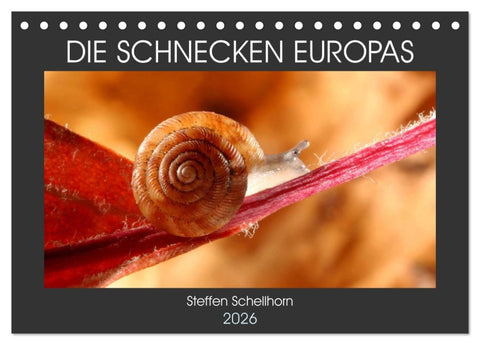 DIE SCHNECKEN EUROPAS (Tischkalender 2026 DIN A5 quer), CALVENDO Monatskalender