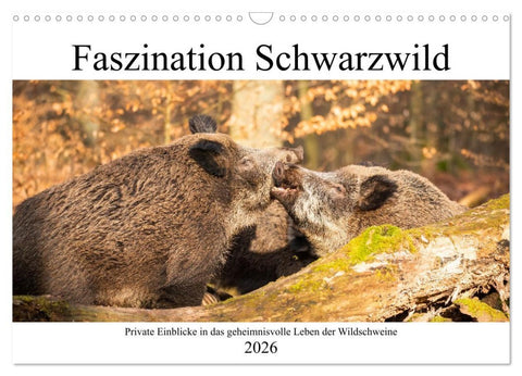 Faszination Schwarzwild (Wandkalender 2026 DIN A3 quer), CALVENDO Monatskalender