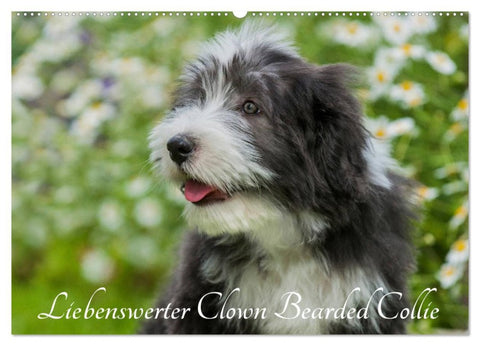 Liebenswerter Clown Bearded Collie (Wandkalender 2026 DIN A2 quer), CALVENDO Monatskalender