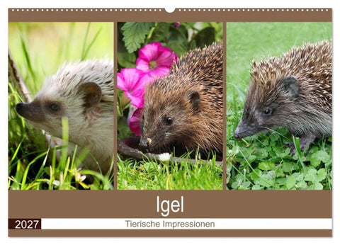 Igel 2027. Tierische Impressionen (Wandkalender 2027 DIN A2 quer), CALVENDO Monatskalender