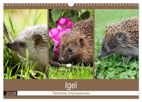 Igel 2026. Tierische Impressionen (Wandkalender 2026 DIN A3 quer), CALVENDO Monatskalender