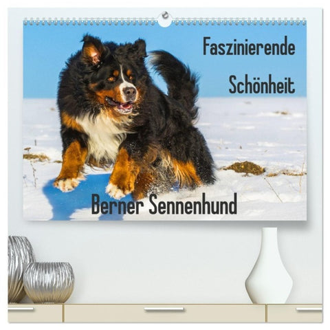 Faszinierende Schönheit Berner Sennenhund (hochwertiger Premium Wandkalender 2027 DIN A2 quer), Kunstdruck in Hochglanz