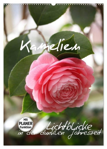 Kamelien Lichtblicke in der dunklen Jahreszeit (Wandkalender 2027 DIN A2 hoch), CALVENDO Monatskalender