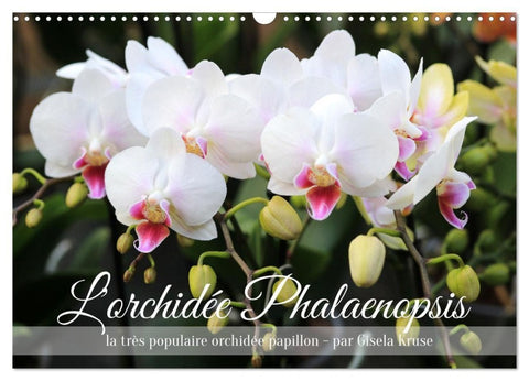 L'orchidée Phalaenopsis (Calendrier mural 2027 DIN A3 vertical), CALVENDO calendrier mensuel