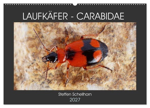 LAUFKÄFER - CARABIDAE (Wandkalender 2027 DIN A2 quer), CALVENDO Monatskalender