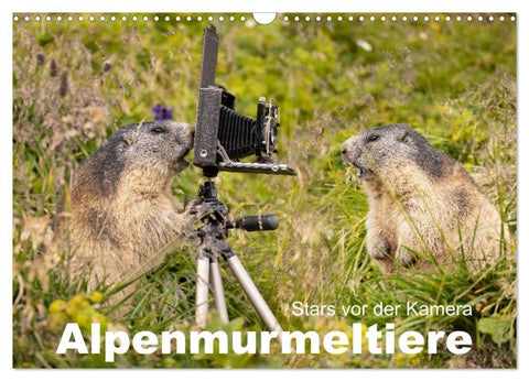 Alpenmurmeltiere - Stars vor der Kamera (Wandkalender 2027 DIN A3 quer), CALVENDO Monatskalender