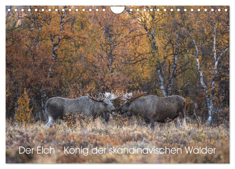 Der Elch - König der skandinavischen Wälder (Wandkalender 2026 DIN A4 quer), CALVENDO Monatskalender