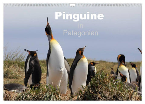 Pinguine in Patagonien (Wandkalender 2026 DIN A3 quer), CALVENDO Monatskalender