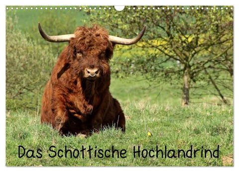 Das Schottische Hochlandrind (Wandkalender 2027 DIN A3 quer), CALVENDO Monatskalender