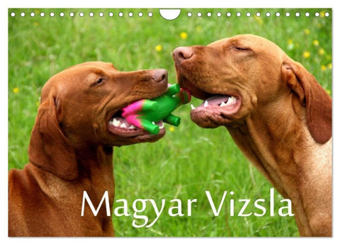 Magyar Vizsla (Wandkalender 2027 DIN A4 quer), CALVENDO Monatskalender