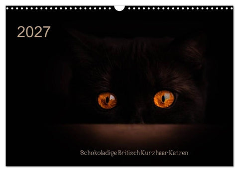 Schokoladige Britisch Kurzhaar Katzen (Wandkalender 2027 DIN A3 quer), CALVENDO Monatskalender