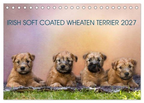 IRISH SOFT COATED WHEATEN TERRIER 2027 (Tischkalender 2027 DIN A5 quer), CALVENDO Monatskalender