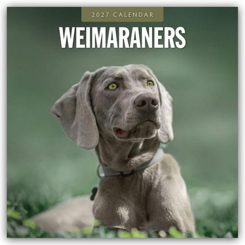 Weimaraners – Weimaraner 2027 – 16-Monatskalender