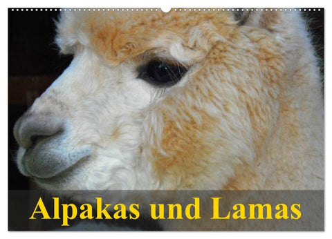Alpakas und Lamas (Wandkalender 2026 DIN A2 quer), CALVENDO Monatskalender