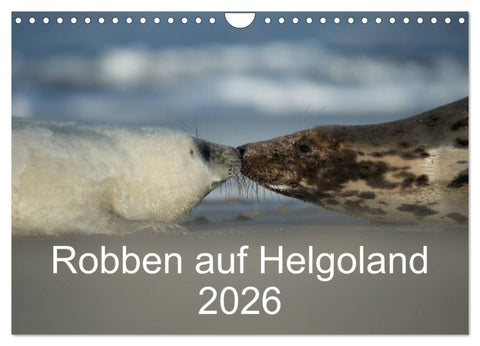 Robben auf Helgoland 2026 (Wandkalender 2026 DIN A4 quer), CALVENDO Monatskalender