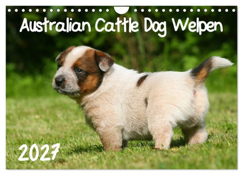 Australian Cattle Dog Welpen (Wandkalender 2027 DIN A4 quer), CALVENDO Monatskalender