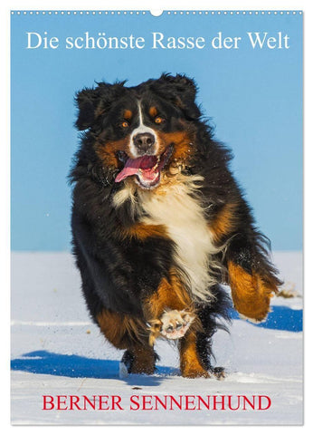 Die schönste Rasse der Welt - Berner Sennenhund (Wandkalender 2027 DIN A2 hoch), CALVENDO Monatskalender