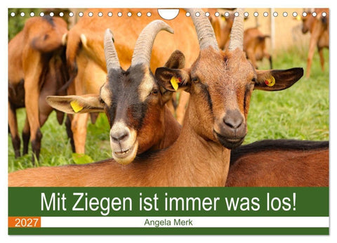 Mit Ziegen ist immer was los! (Wandkalender 2027 DIN A4 quer), CALVENDO Monatskalender