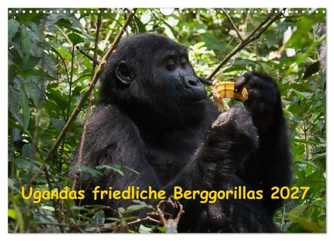 Ugandas friedliche Berggorillas (Wandkalender 2027 DIN A3 quer), CALVENDO Monatskalender