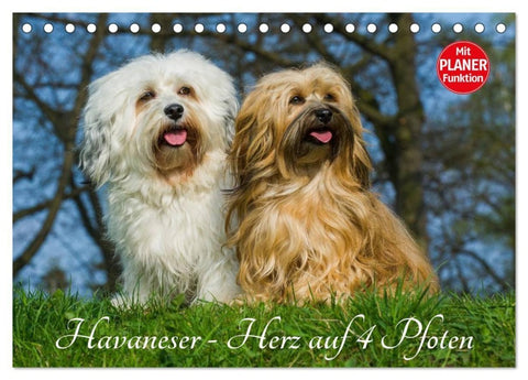 Havaneser - Herz auf 4 Pfoten (Tischkalender 2027 DIN A5 quer), CALVENDO Monatskalender