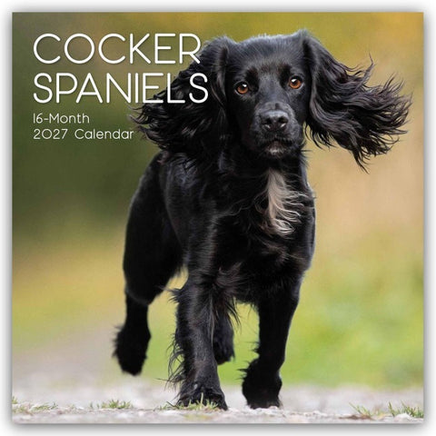 Cocker Spaniels 2027 – 16-Monatskalender