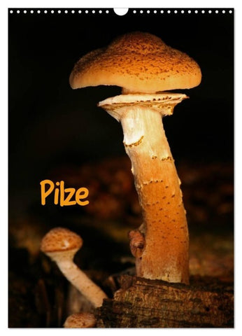 Pilze (Wandkalender 2027 DIN A3 hoch), CALVENDO Monatskalender