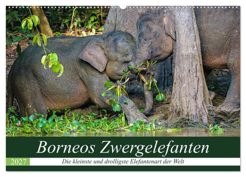 Borneos Zwergelefanten (Wandkalender 2027 DIN A2 quer), CALVENDO Monatskalender